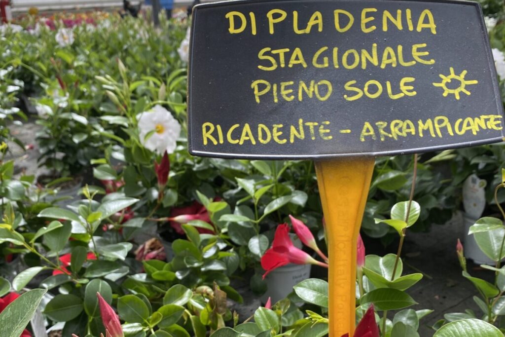Dipladenia Verdidee